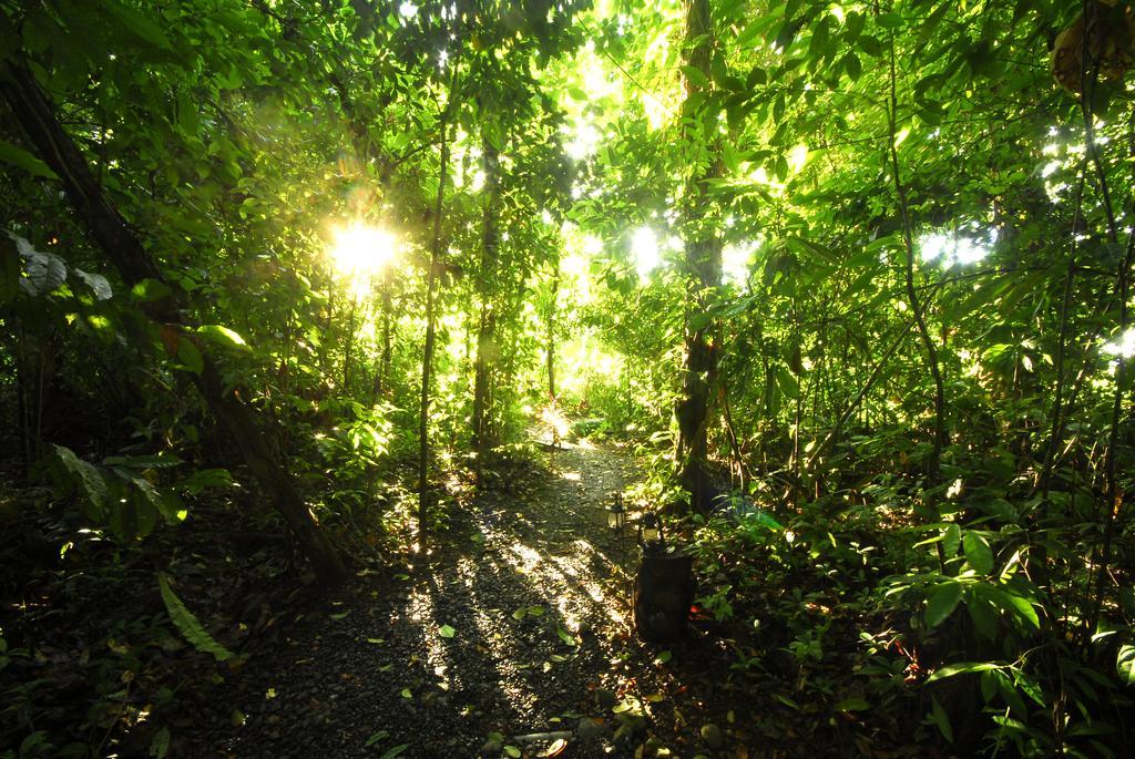Playa Nicuesa Rainforest Eco Sanctuary Golfito Kültér fotó